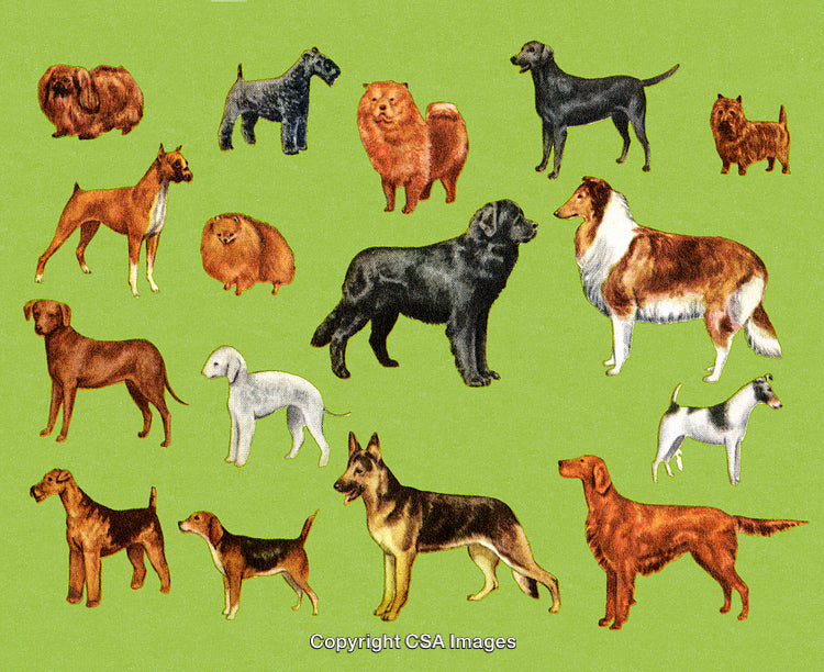 Variety of Dog Breeds Displayed Against a Light Green Background