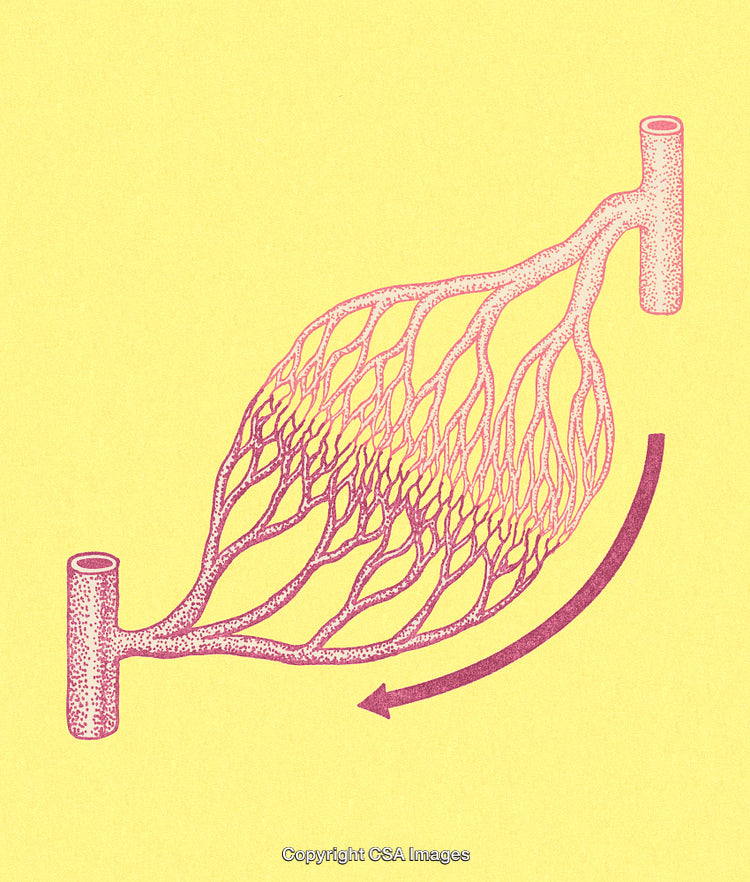 Abstract Diagram of Biological Capillaries and Vascular Pathways on Yellow Background