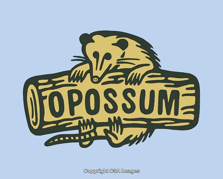 Playful Opossum Illustration with Nature-Themed Design Elements