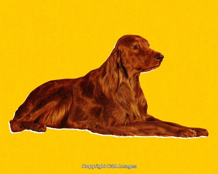 Elegant Irish Setter Dog Against a Bright Yellow Background