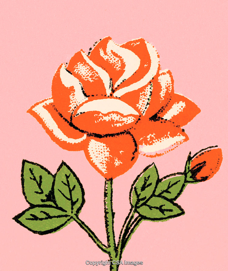 Beautiful Illustration of an Orange Rose Flower With Green Leaves on Pink Background
