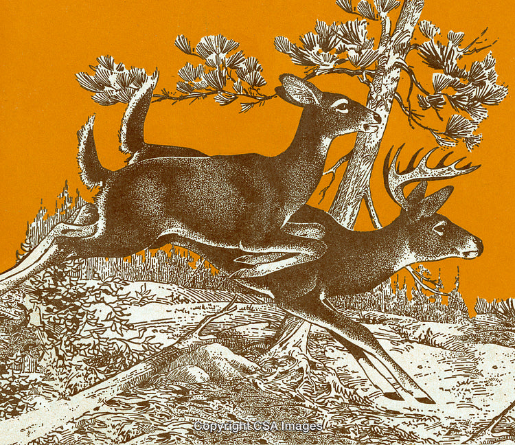 Illustration of Two Deer Running Through a Forest in Detailed Art Style