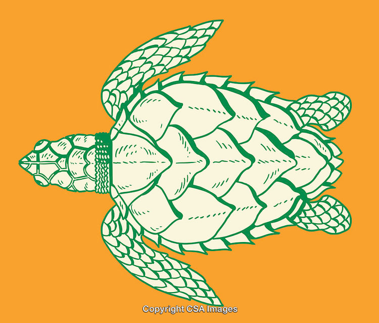 Illustration of a Marine Turtle in Green on an Orange Background