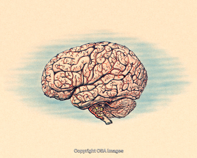 Detailed Artistic Illustration of the Human Brain in Vintage Style