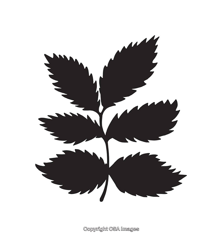 Black Silhouette of a Leaf Pattern Design on White Background