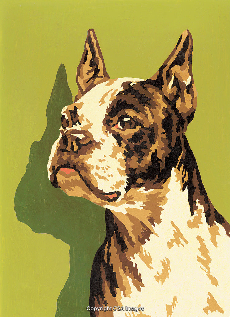Paint By Number Illustration of a Boston Terrier Dog on a Green Background