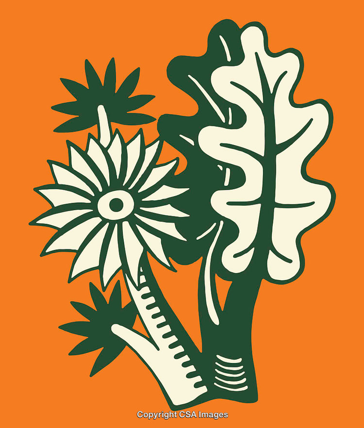 Colorful Botanical Line Art Illustration With Flowers And Leaves