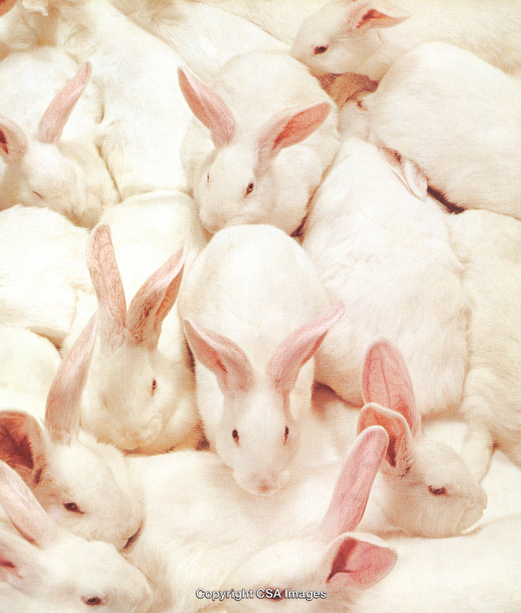 Cluster of White Rabbits in a Serene and Peaceful Setting