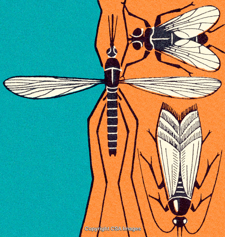 Illustration Featuring Insect Anatomy and Symmetry in Bold Colors and Fine Details