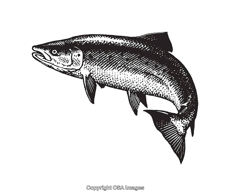 Detailed Black and White Line Art Illustration of a Salmon Fish