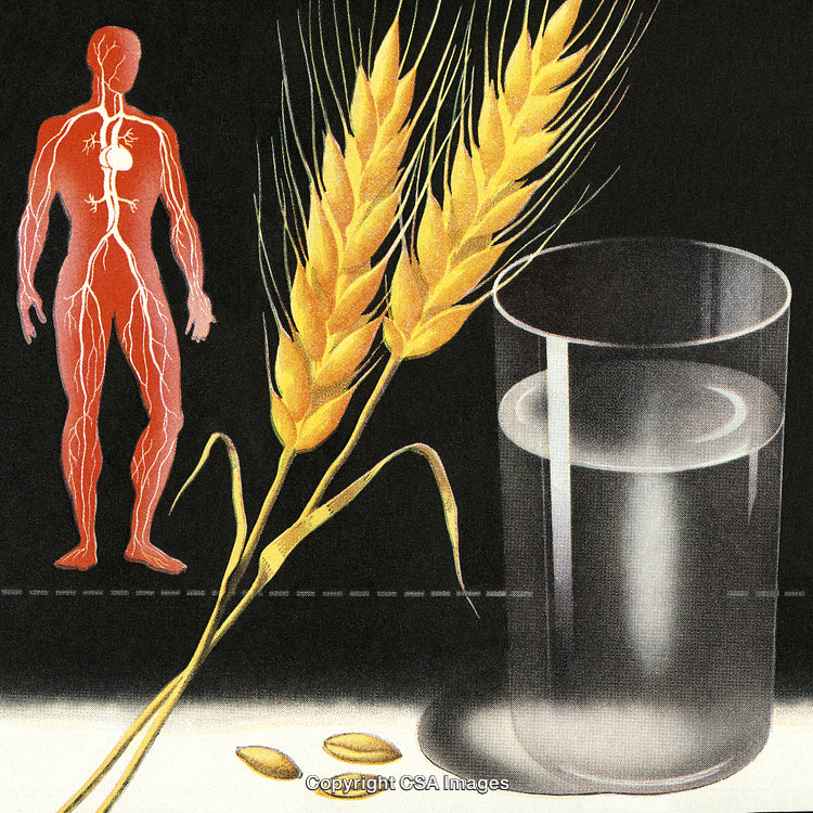 Illustration Depicting Nutrition, Hydration, and the Human Circulatory System