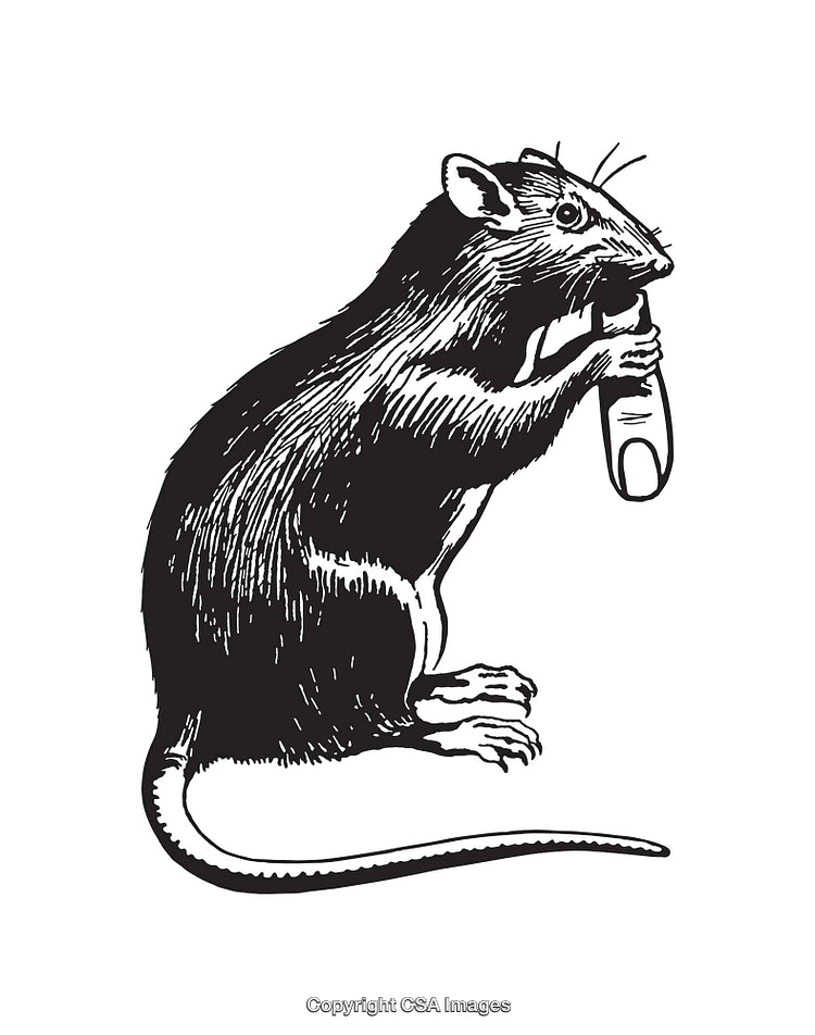 Black and White Line Art Illustration of a Rat Holding an Object