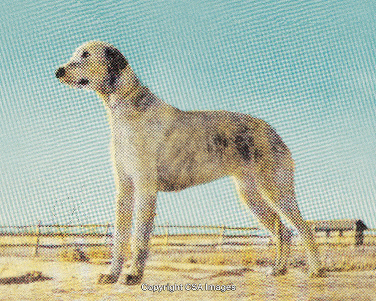Vintage Stylized Dog in a Rustic Outdoor Environment