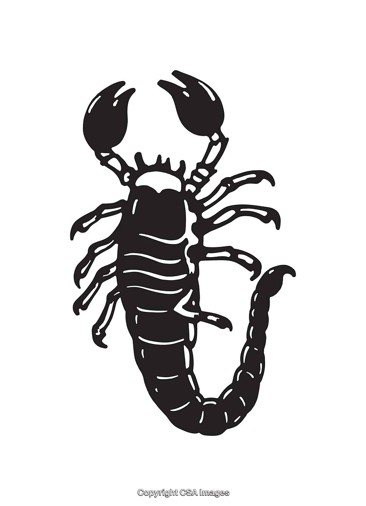 Detailed Black and White Scorpion Line Art Illustration