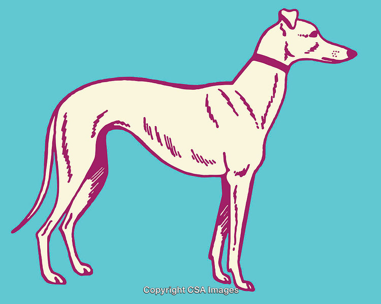 Color Line Art Illustration of a Graceful Dog in Profile