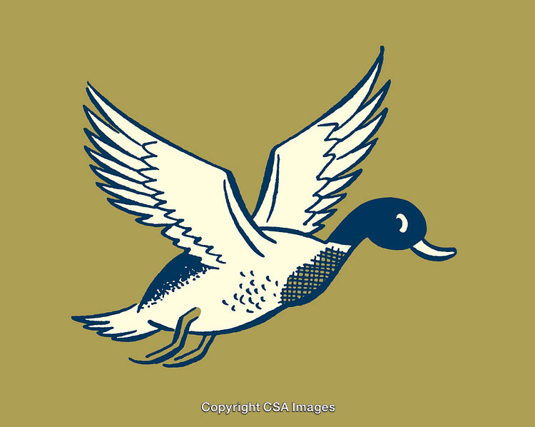 Colorful Duck Illustration in Flight with Simple Line Style on Green Background