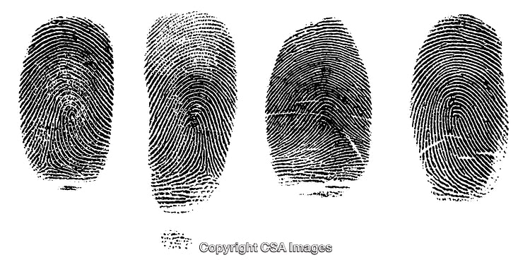 Black and White Engravings Depicting Detailed Fingerprint Patterns in Rows