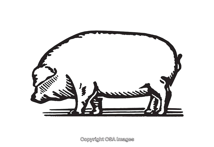 Black and White Line Art Illustration of a Detailed Pig Side View