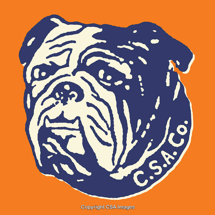 Bold Line Art Illustration of a Bulldog on an Orange Background