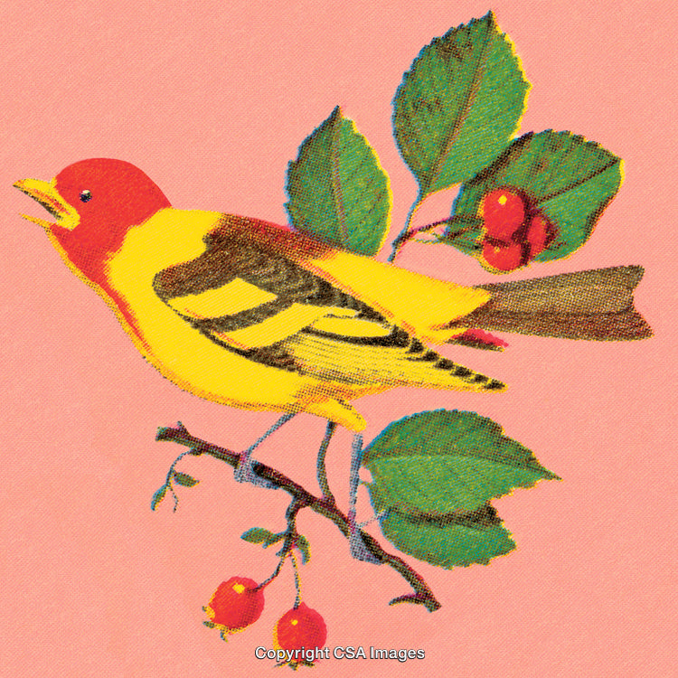 Vibrant Illustration of a Yellow Bird on a Branch with Red Berries